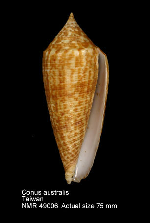 Conus australis.jpg - Conus australisHolten,1802